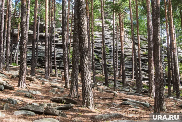 Лесам Курганской области угрожает нашествие непарного шелкопряда