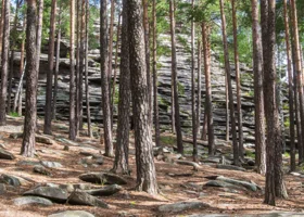 Вспышка размножения шелкопряда угрожает лесам Курганской области