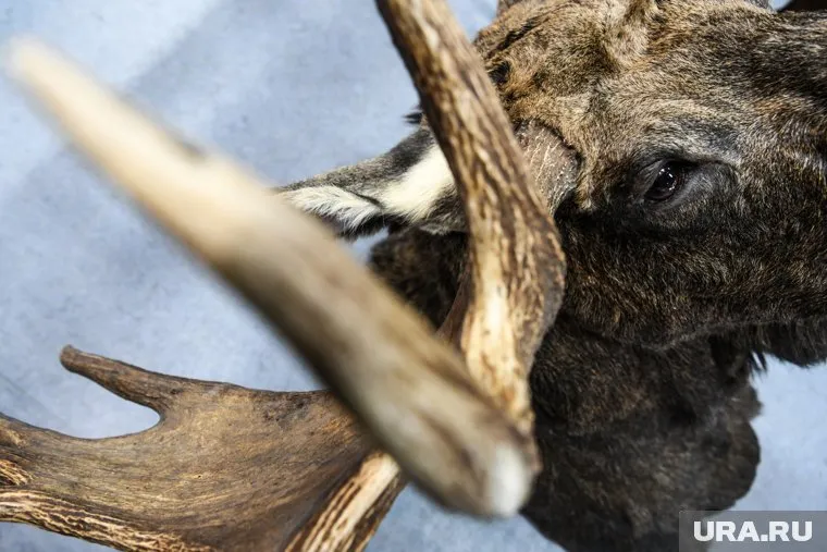 Животное в городе заметили еще ранним утром