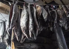 Изучить гаффскую болезнь в Тюменской области поможет Москва