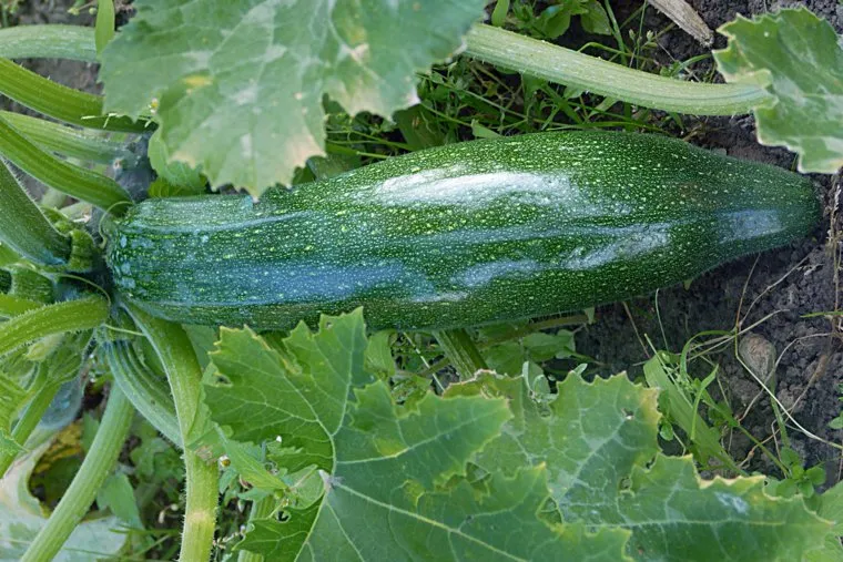 Кабачок.stock