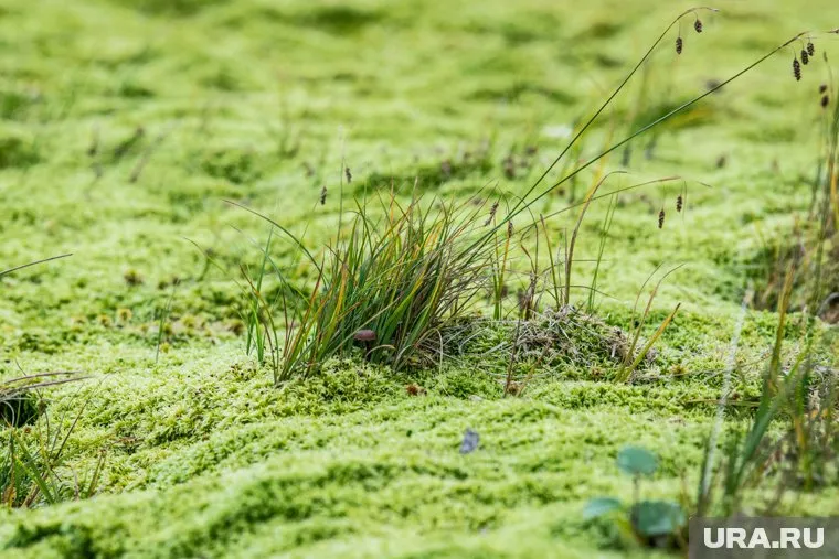 Несколько единиц техники затонули в болоте