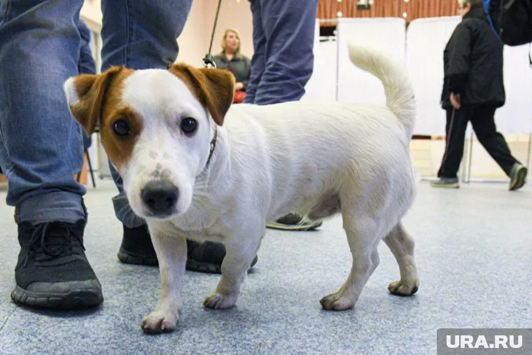 Налоги на собак пойдут на строительство приютов для животных