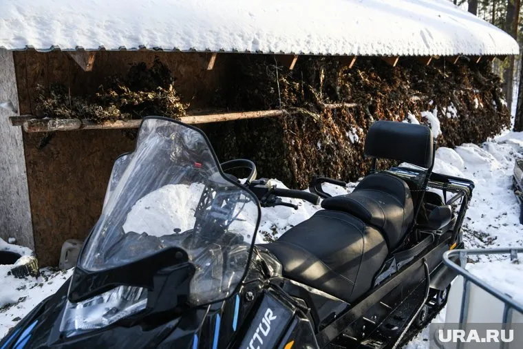 Курганец, задавивший волка снегоходом, проиграл спор о лицензии на оружие