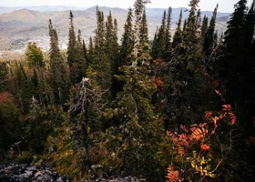 «Сибирский треугольник»: кто еще пропал в лесах Красноярского края, где ищут семью Усольцевых