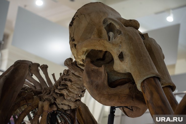 Останки мамонта и печать князя Меншикова из музеев ХМАО покажут в Санкт-Петербурге