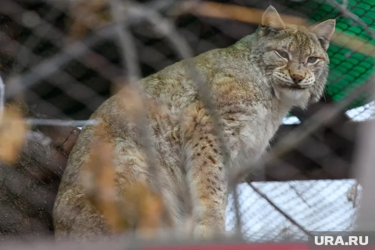 Самец Хорс, глава семейства, временно размещен в отдельном вольере по соседству