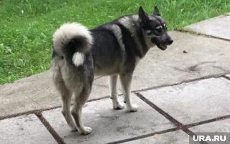 Пес стал известен в городе после спасения мальчика