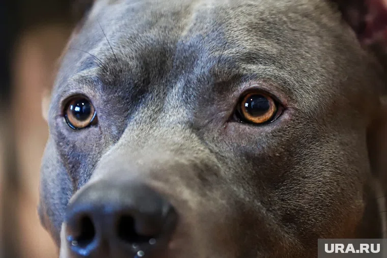 Пермяку так и не удалось до конца восстановиться после нападения на него собак