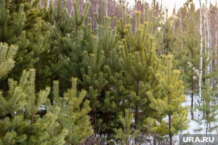 Невысокая елочка обойдется пермякам в 28 рублей