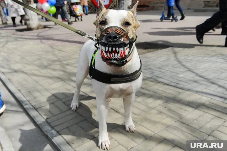 Собак потенциально опасных пород теперь нужно всегда выгуливать в наморднике