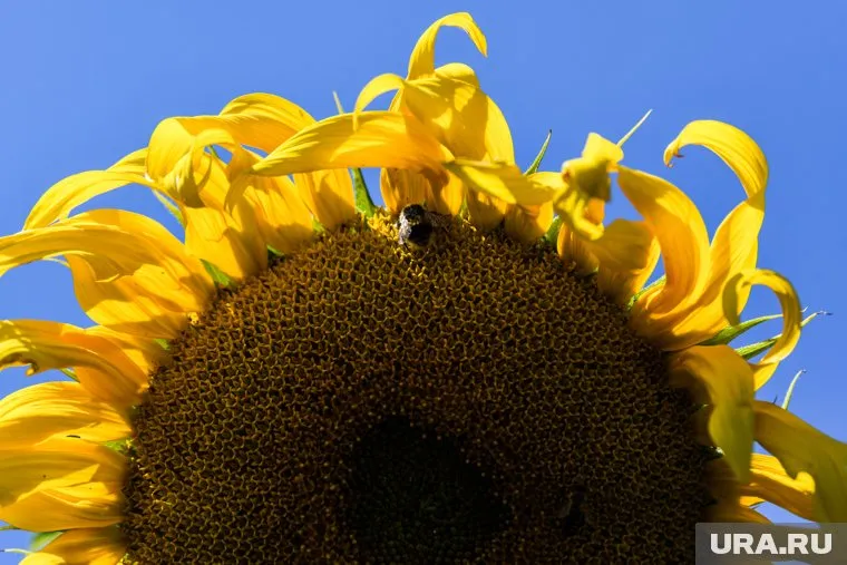 Курганцы похвастались огромных подсолнухом