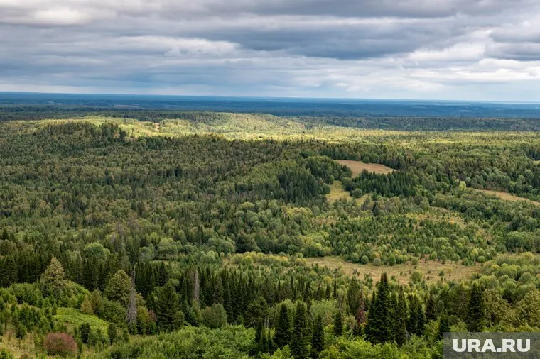 Детей искусали в лесу комары