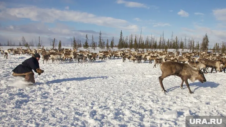 В поисках пищи домашние олени разбрелись по тундре и стада перемешались