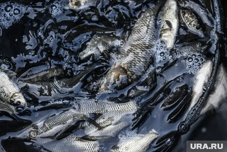 В ведомстве объяснили, почему погибла рыба в Верхнемакаровском водохранилище