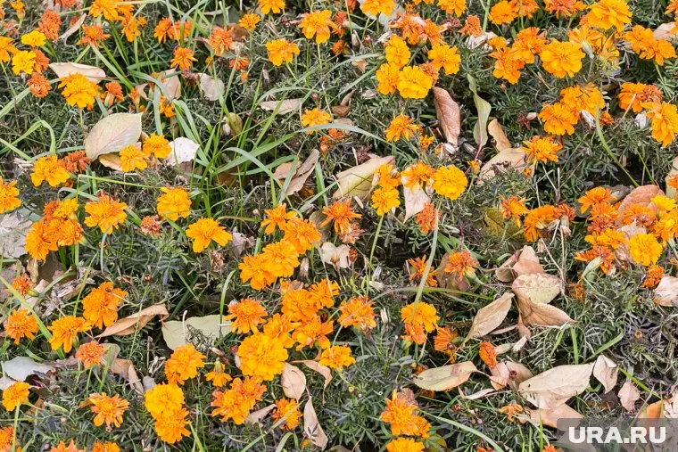 В России хотят уголовно наказывать за уничтожение редких цветов