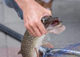 «Красотулечка моя, давай поцелуемся»: мэр из ХМАО поцеловал щуку на первой зимней рыбалке