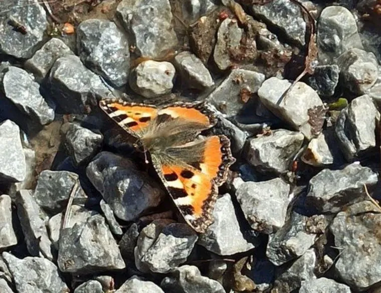 Ветреницы появились в лесу раньше срока на полмесяца