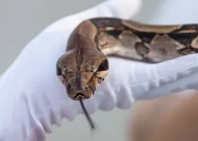 Свердловчан предупредили о голодных и опасных гадюках