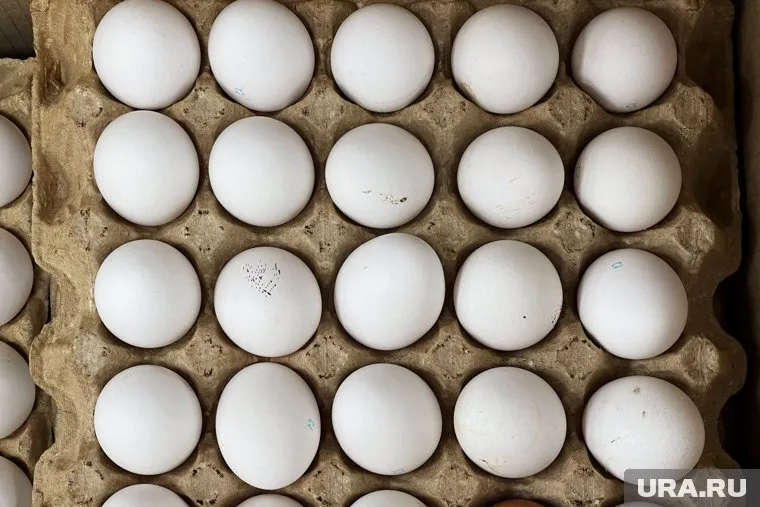 Курганские бизнесмены объяснили, почему растет цена на куриные яйца