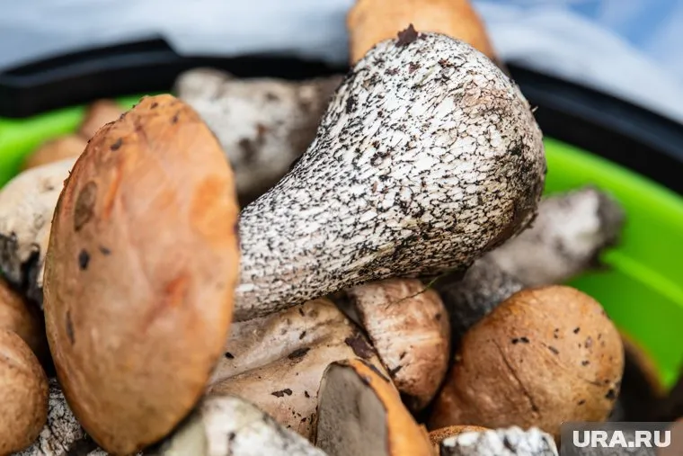 Грибной сезон в регионе близок к завершению