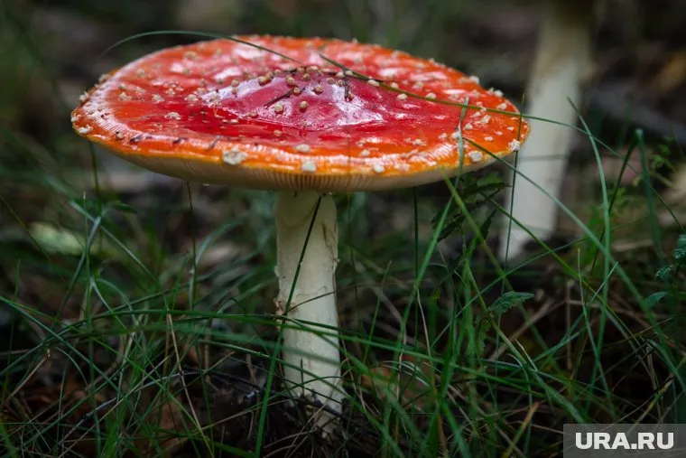 Отравление грибами — одна из самых опасных интоксикаций