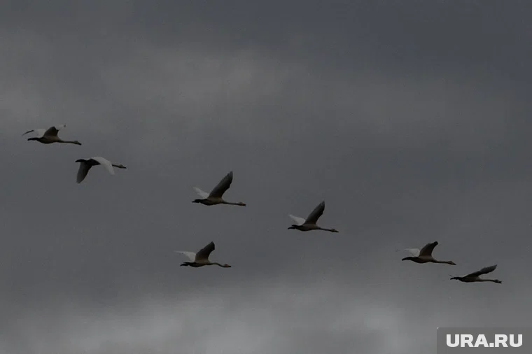 Молодые лебеди не смогут улететь на зимовку