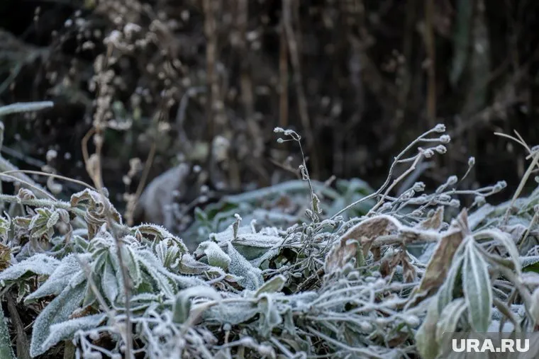 Челябинцев предупредили о заморозках в конце текущей недели