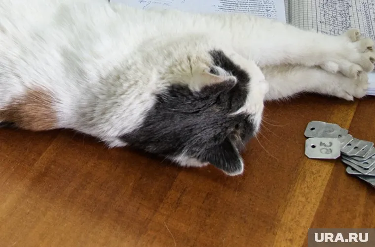 Некоторых питомцев привозят на кремацию едва живыми