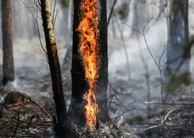 В США нашли неожиданную причину начала мощного пожара в Калифорнии