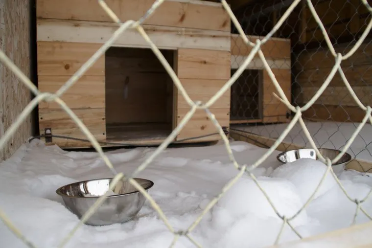 Общественники проверяют службу отлова собак