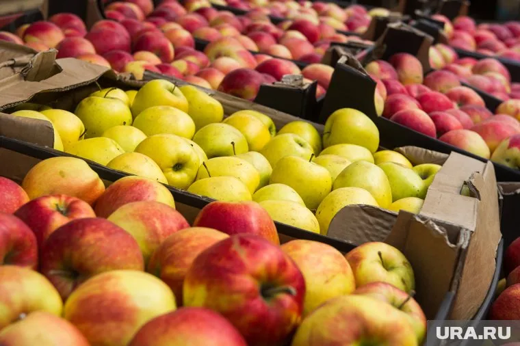 На полигоне ТБО в селе Казанском было уничтожено 60 кг яблок