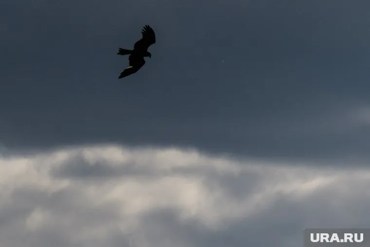 Хищную птицу заметили около мусорных баков