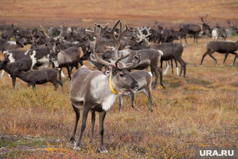 На Ямале два предприятия по переработке оленины получат субсидии от властей