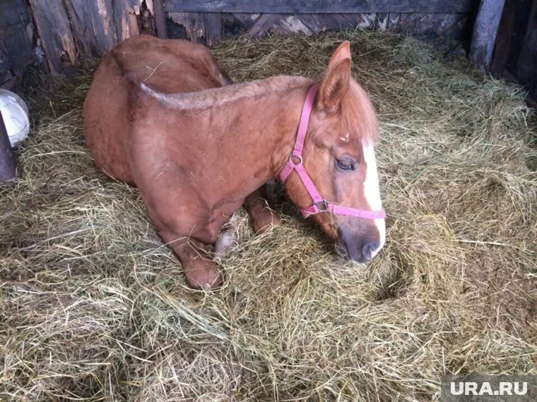 Однажды жеребец уже возвращался к своим хозяевам