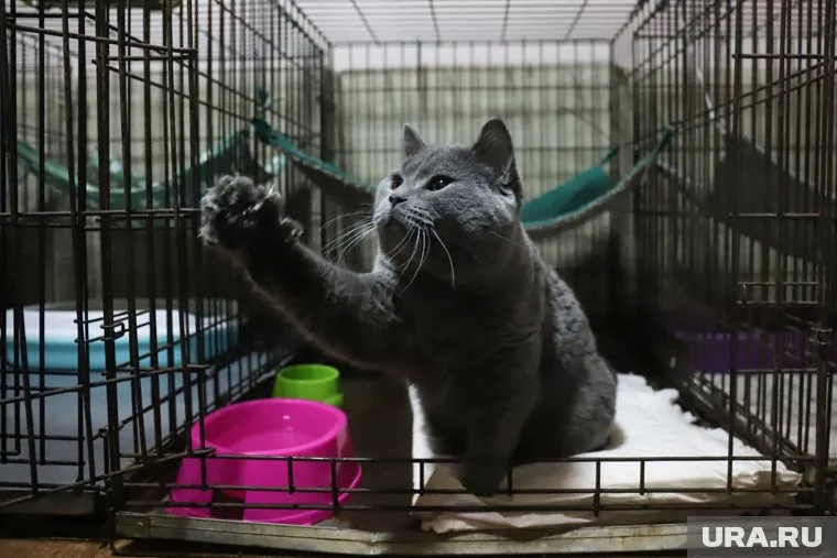 На вольере подопечного животного появится соответствующая табличка (архивное фото)