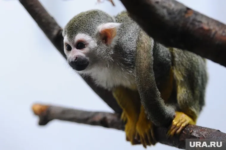 Большинство обезьян городского зоопарка восприимчивы к вирусам человека