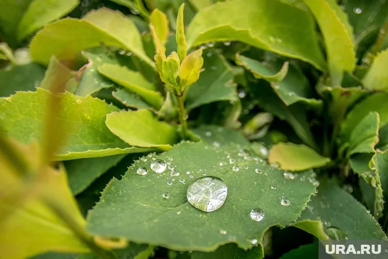 Картофель подорожал из-за природных аномалий и экономической ситуации