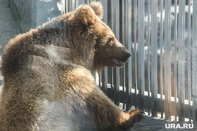 Срочная новость , заглушка, ура ру, Срочная новость