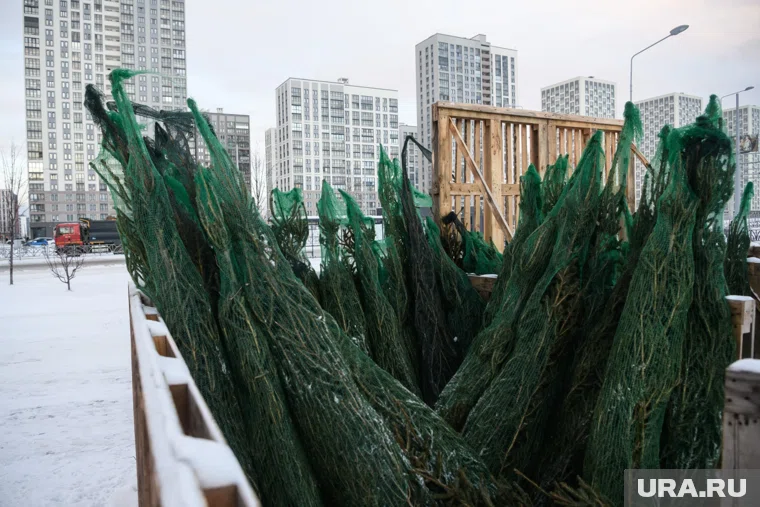 Елки пытались вывезти в Казахстан 