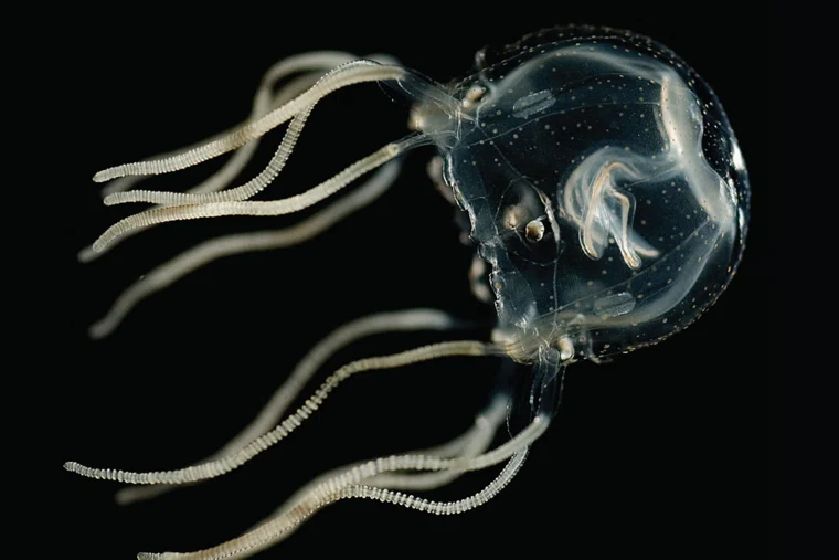 Кубомедузы обитают в тропических и субтропических водах