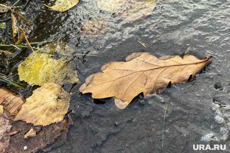 Первые заморозки накрыли регион вс приходом сентября