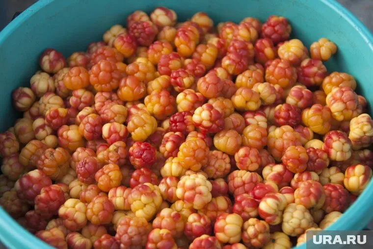 Жители также называют морошку «ямальским янтарем»