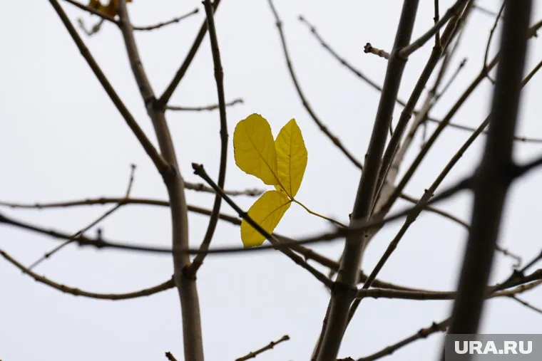 Скорость ветра составит 4-6 м/c