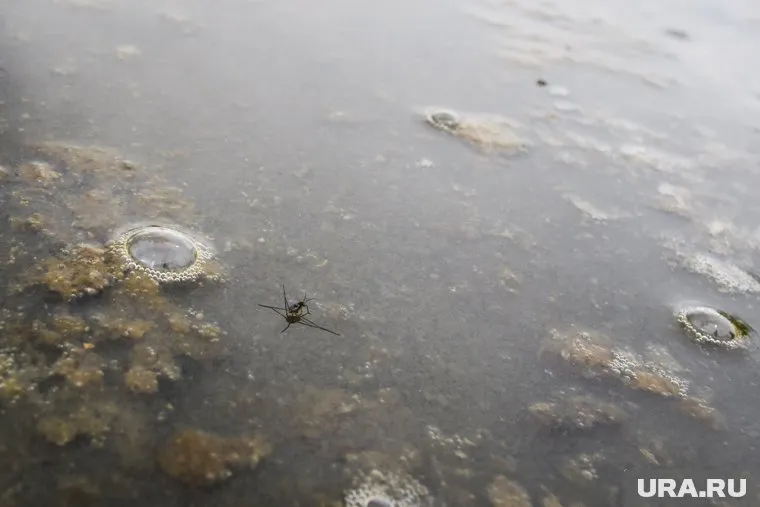 Жители попросили привлечь к ответственности виновных в массовом отравлении