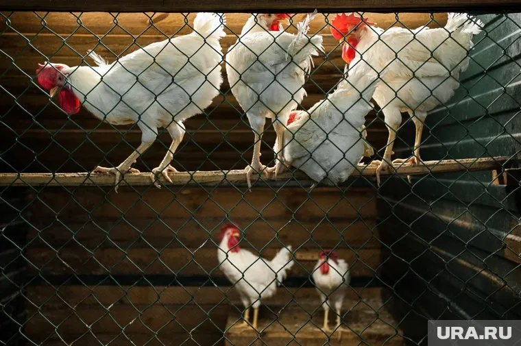 Экс-председатель пермской думы построил курятник