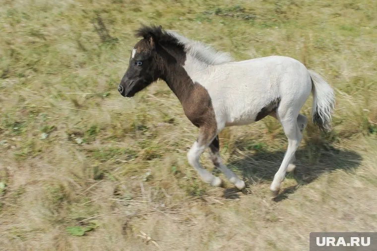 В машину пони не вошел