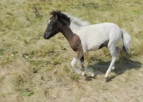 В Тюмени выгуливают пони, привязав к машине