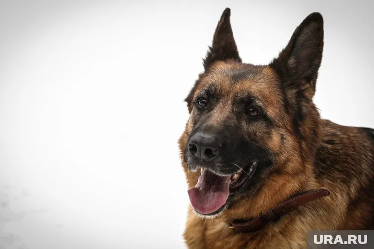 После нападения животного девочку прооперировали