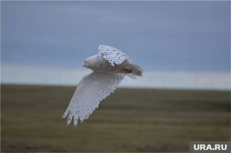 Ученые отмечают, что Гыданский полуостров почти не изучен